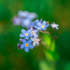 kwitnące błękitne kwiaty niezapominajek na rozmytym zielonym tle © Henryk Niestrój