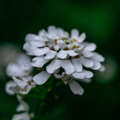 ubiorek wiecznie zielony zimozielona krzewinka o uroczych śnieżnobiałych kwiatach