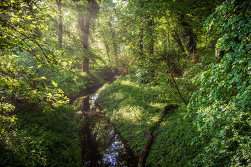 zielone drzewa i staw w lesie lub w parku