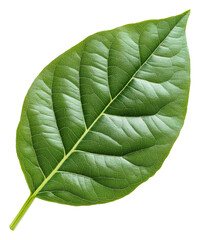 Obraz premium PNG Leaf detail on white background