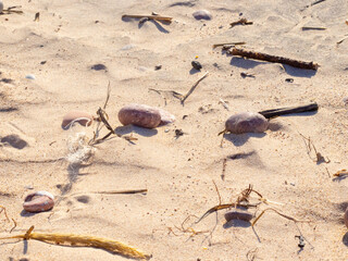 sea shell on the beach