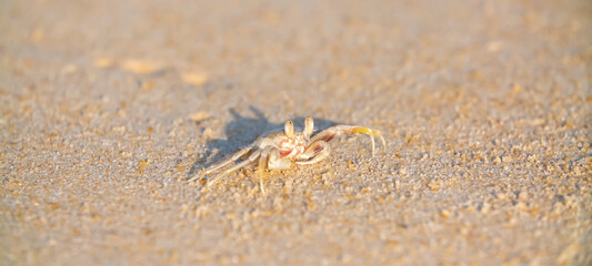 A crab on the beach is running on the white sand. Exotic animals in the resorts of tropical islands. The concept of a beach holiday in the tropics.