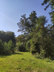 Sonniger Septembertag im Wald