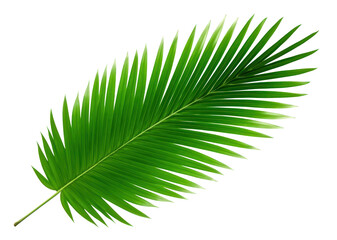 Obraz premium PNG Plant green leaf tree.