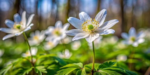 Anemone Flower in Focus - Close Up, White Petals, Yellow Stamens, Green Leaves and Stem, Blurred Forest Background