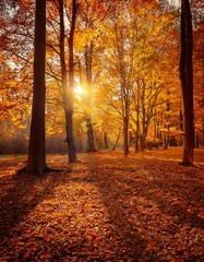 Fototapete Rund Forest, Beautiful Landscape, Autumn Season © MR