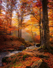 Fototapeta premium Forest with a Stream, Beautiful Landscape, Autumn Season