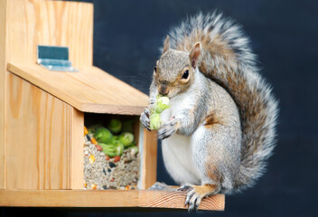 Portrait of a grey squirrel eating green hazelnut on a squirrel feeder