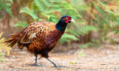 Portrait of a male common pheasant walking in the meadow
