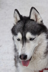 BOSQUE EN INVIERNO ANDALUCIA. EUROPA. 