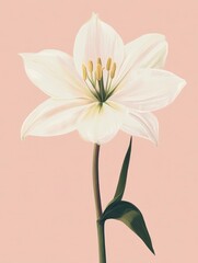 Obraz premium A delicate white lily flower against a soft pink background, showcasing natural beauty.