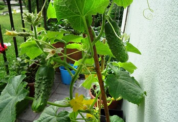 Cucumber seedling in a pot , variety - Octopus
