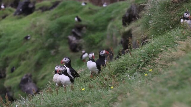 Playful Puffins on Vestmannaeyjar Island Iceland

