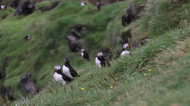 Playful Puffins on Vestmannaeyjar Island Iceland
