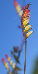 Beautiful close-up of ipomoea lobata