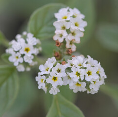 Beautiful close-up of heliotropium europaeum