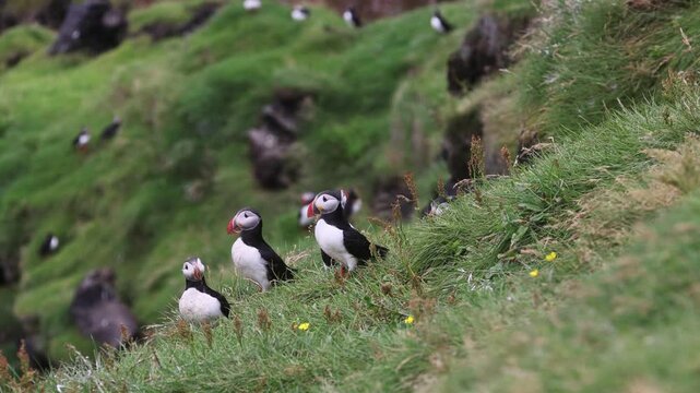 Playful Puffins on Vestmannaeyjar Island Iceland
