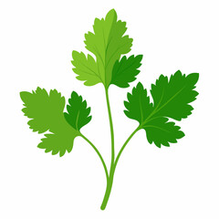 Coriander Plant Illustration on White Background