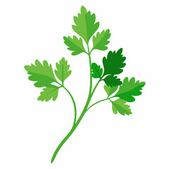 Coriander Plant Illustration on White Background