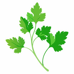 Coriander Plant Illustration on White Background
