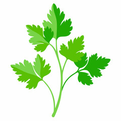 Coriander Plant Illustration on White Background