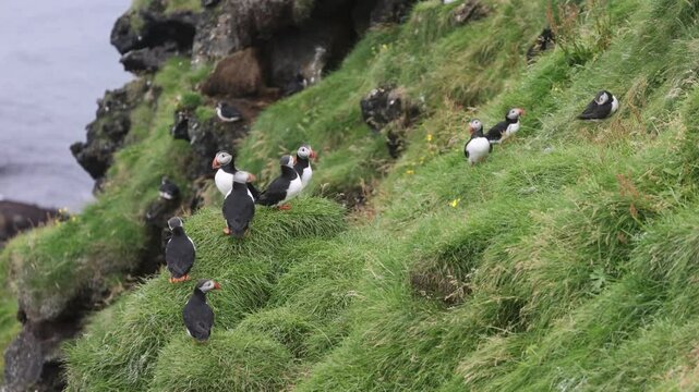 Playful Puffins on Vestmannaeyjar Island Iceland
