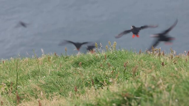Playful Puffins on Vestmannaeyjar Island Iceland
