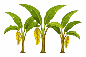 Detailed Vector Illustration of Three Large Banana Plants on White Background