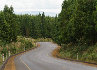 road in the forest