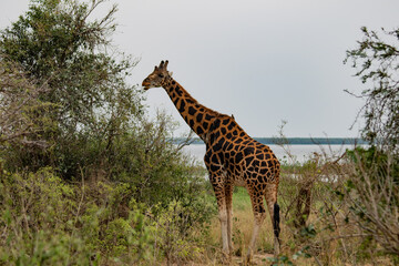 giraffa in posa in uganda
