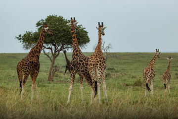 Giraffe in Uganda