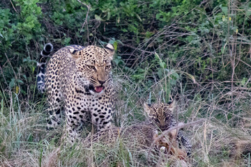 leopardo con cuccioli
