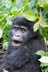 Mountain gorilla Uganda