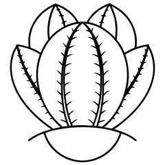 Euphorbia Obesa Baseball Plant Vector line Art