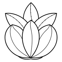 Euphorbia Obesa Baseball Plant Vector line Art