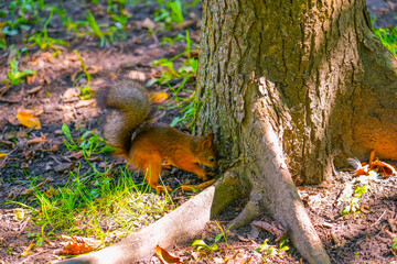 squirrel digs a hole to hide a delicious nut