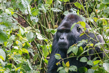 Mountain gorilla Uganda