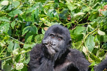 Mountain gorilla Uganda
