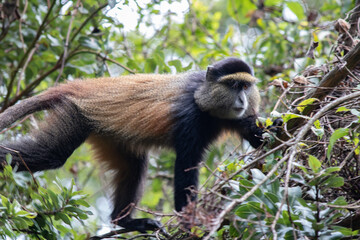 Golden monkey uganda