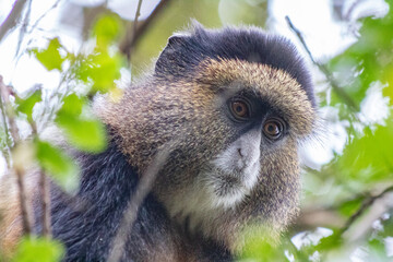 Golden monkey uganda