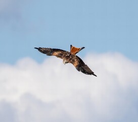 Graceful Hunt: Red Kite in Mid-Flight Against a Blue Sky