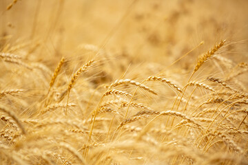 Wheat field on a sunny day. Grain farming, ears of wheat close-up. Agriculture, growing food...