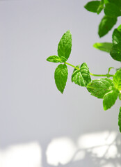 Branch of fresh green  mint on white background