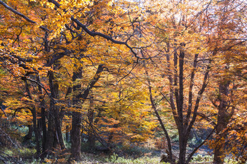 Obraz premium Autumn forest