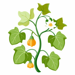 Floral Squash Plant Vector Art