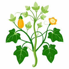 Floral Squash Plant Vector Art