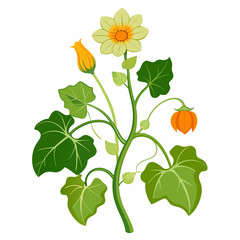 Floral Squash Plant Vector Art