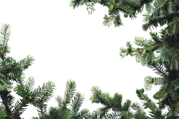 PNG Green pine branches on white