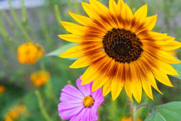 sunflower and cosmos flowers 