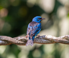 Pássaro Saí-Azul em uma reserva ambiental.